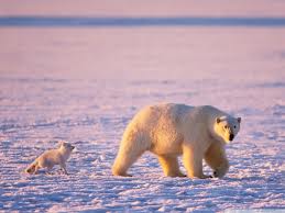 example of commensalism in the tundra
